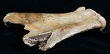 Woolly Rhinoceros Scapula Bone (Partial) - Late Pleistocene #3449-6